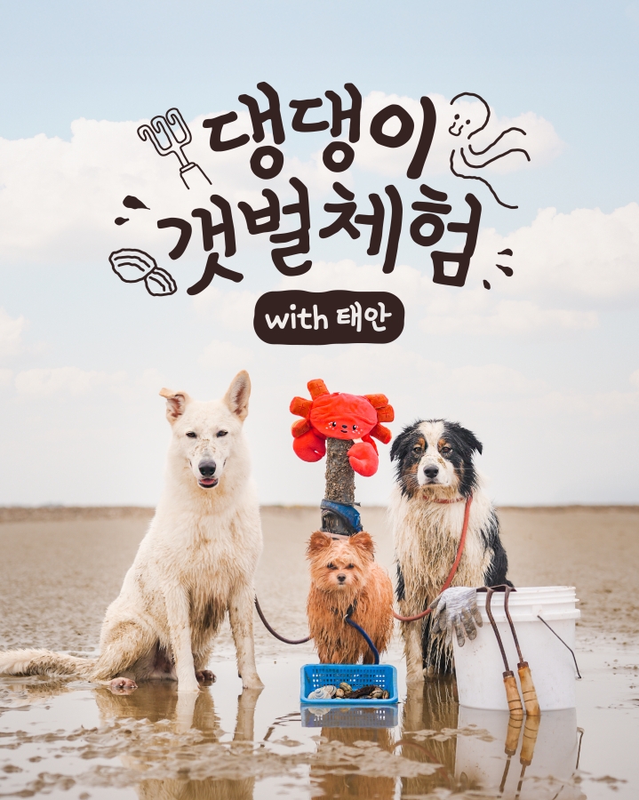 충남 태안군 반려동물 동반 ‘병술만 갯벌 체험 프로그램’ 포스터. 군 제공