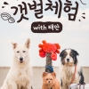 “물 때 맞춰 반려견과 함께”…태안군, 이색 갯벌 체험 눈길