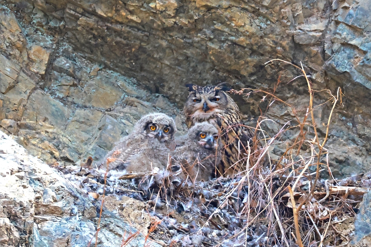 울산 울주군 암벽에서 포착된 수리부엉이 가족. 윤기득 작가 제공