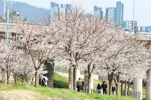 금천구 “벚꽃놀이 안전하게”… 안전대책 실시