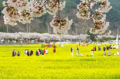 노란 유채, 붉은 장미…꽃으로 즐기는 ‘삼척의 봄’