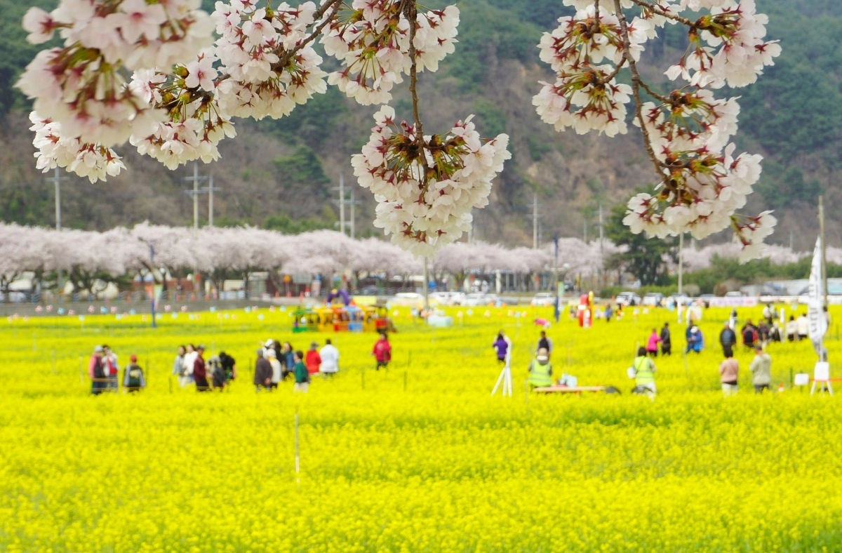 강원 삼척 맹방유채꽃축제가 3~19일 근덕면 상맹방리 일원에서 열린다. 사진은 지난해 축제 모습. 삼척시 제공