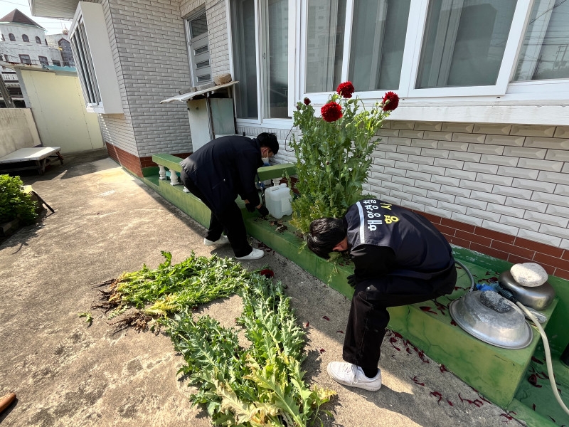 해경이 불법 재배 중인 양귀비를 적발해 압수하고 있다. 포항해양경찰서 제공