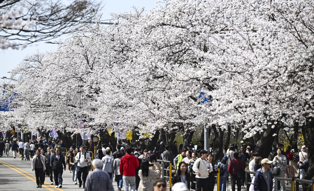 시민들이 2일 벚꽃이 만발한 서울 영등포구 여의도 윤중로 벚꽃길을 거닐며 봄 정취를 즐기고 있다. 2026.4.2 이지훈 기자