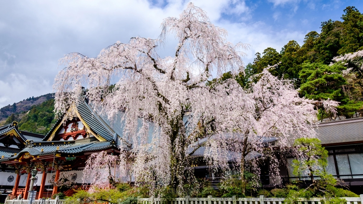일본 니치렌종 본산인 구온지의 수양벚꽃.