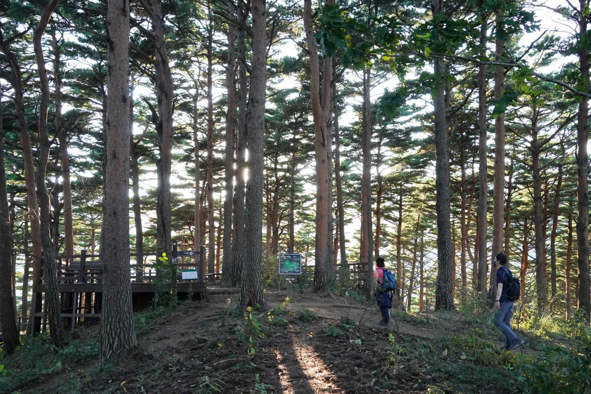치산녹화(治山綠化)로 울창해진 산림은 국민의 휴식처이자 생명의 보고다.  서울신문 DB