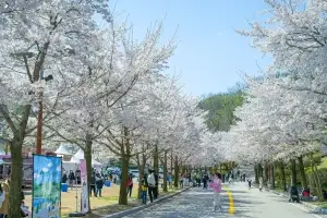 ‘벚꽃·유채꽃 따라 여행하세요’…대명소노, 봄꽃 여행 코스 제안