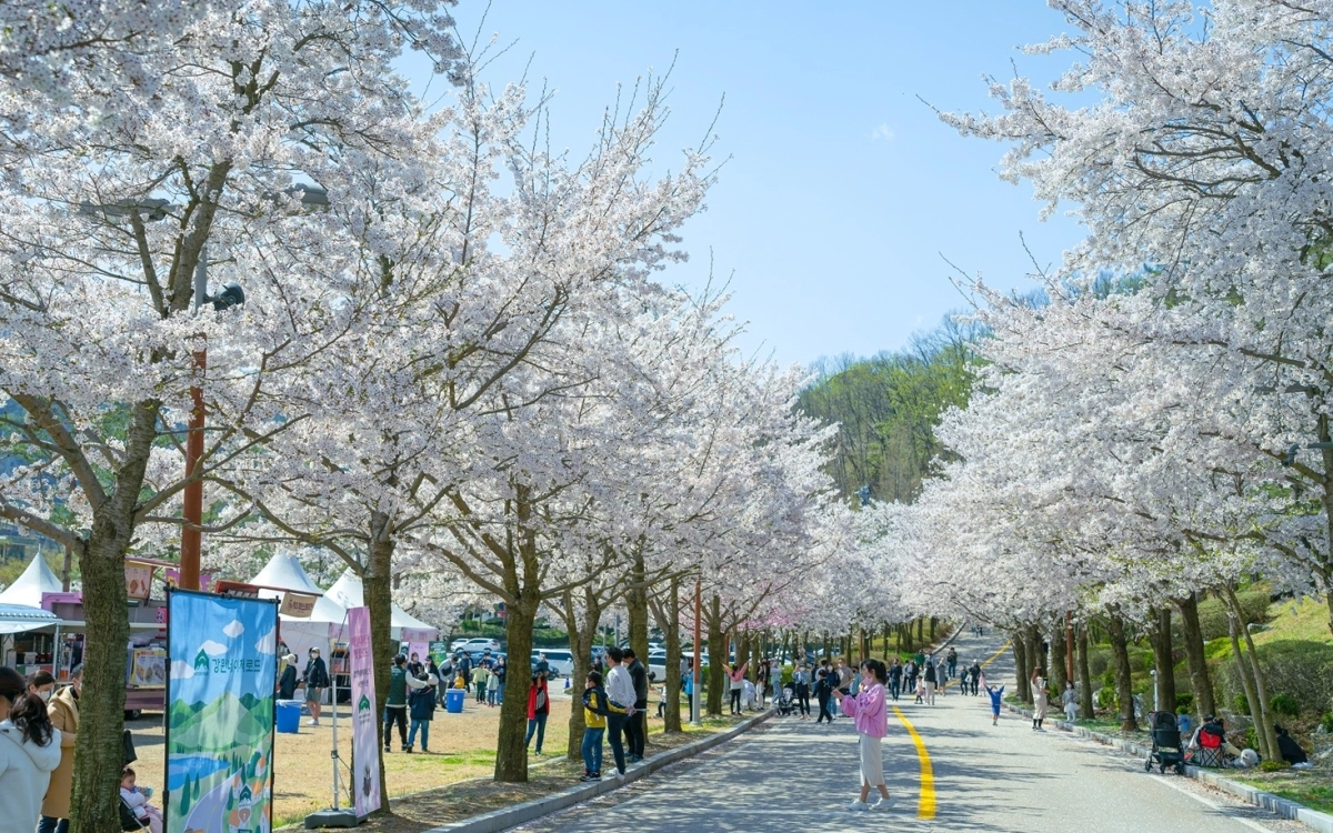 소노펠리체 비발디파크 벚꽃길 전경. 대명소노그룹 제공