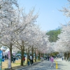 ‘벚꽃·유채꽃 따라 여행하세요’…대명소노, 봄꽃 여행 코스 제안