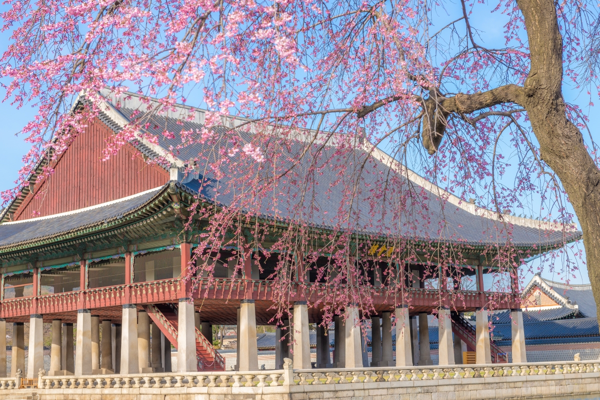 수양벚꽃 드리운 경복궁 경회루.