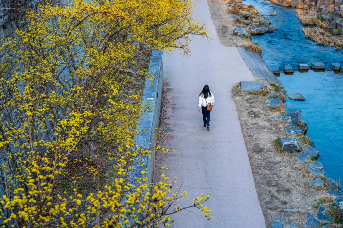 산수유 핀 청계천.