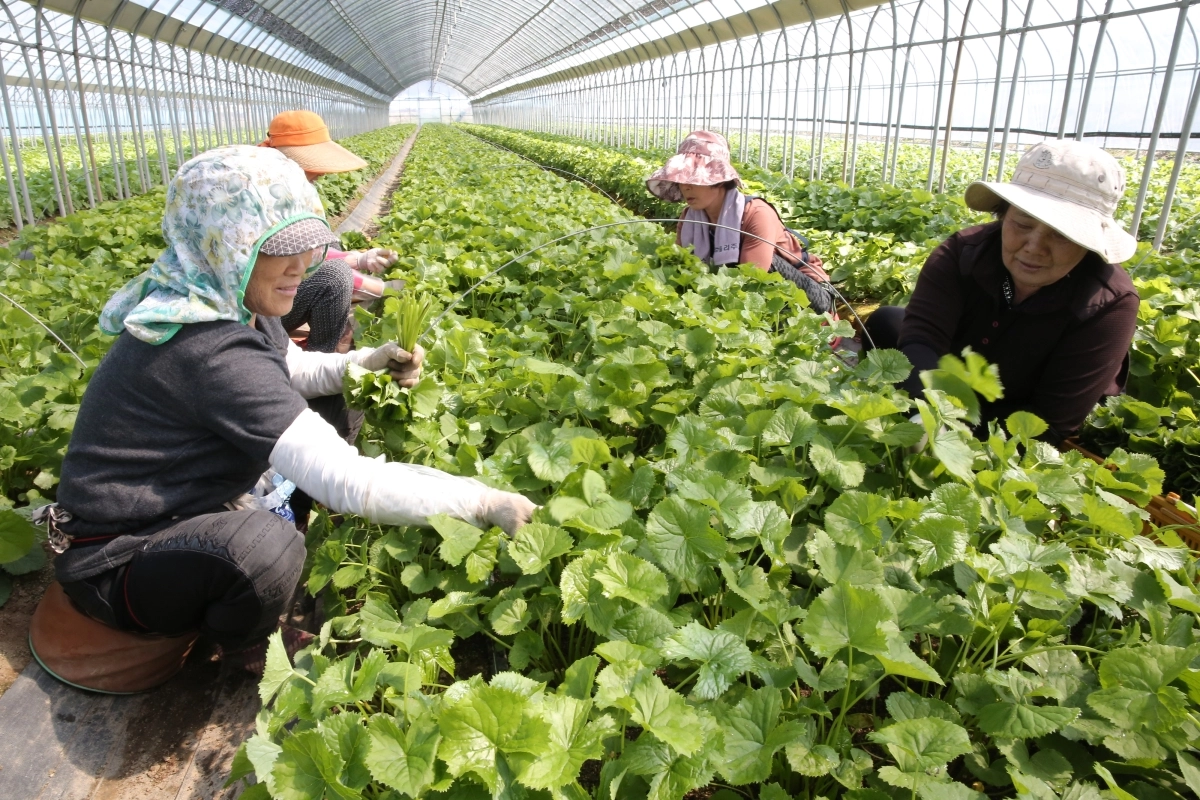 강원 양구곰취. 양구군 제공