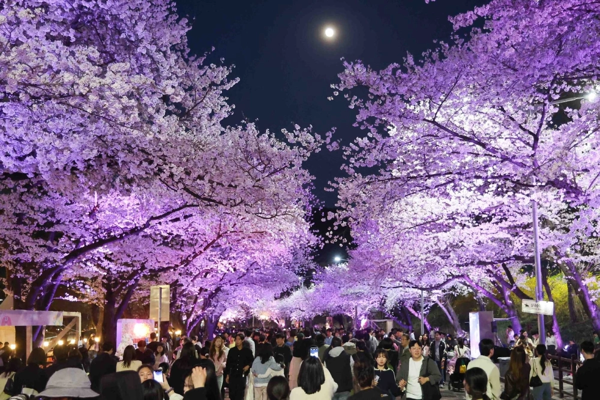 지난해 야간 벚꽃축제 현장. 마사회 제공