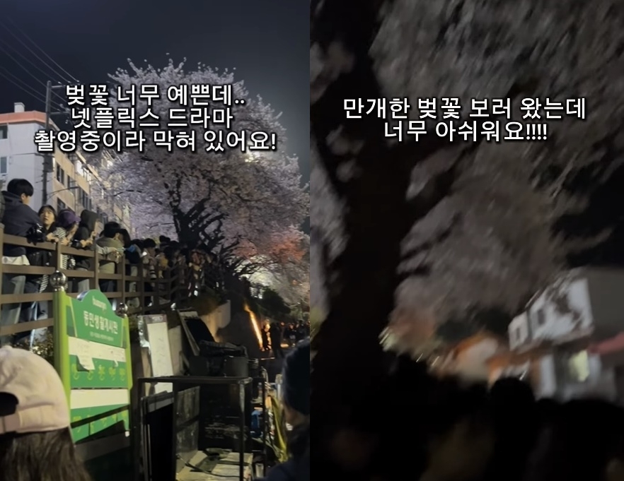 지난 2일 부산진구 개금벚꽃문화길에서 넷플릭스 드라마 촬영을 위해 촬영팀이 데크길 일부를 통제했다. 이에 만개한 벚꽃을 보기 위해 찾은 시민들이 아쉬움을 토로했다. 자료 : 인스타그램