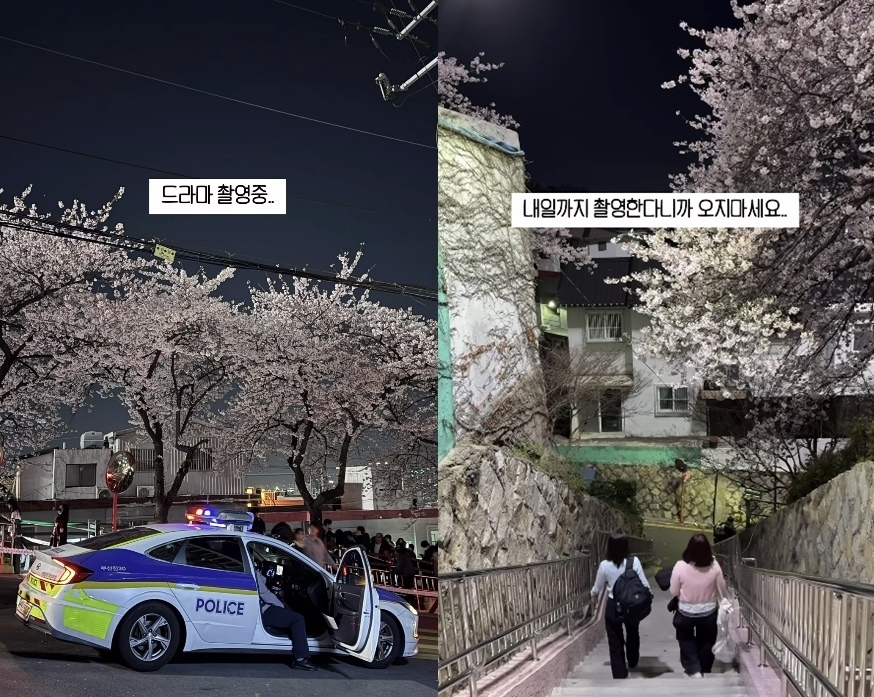 지난 2일 부산진구 개금벚꽃문화길에서 넷플릭스 드라마 촬영을 위해 촬영팀이 데크길 일부를 통제했다. 이에 만개한 벚꽃을 보기 위해 찾은 시민들이 아쉬움을 토로했다. 자료 : 인스타그램