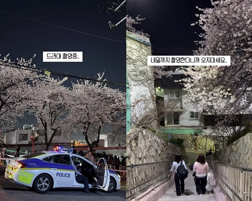 지난 2일 부산진구 개금벚꽃문화길에서 넷플릭스 드라마 촬영을 위해 촬영팀이 데크길 일부를 통제했다. 이에 만개한 벚꽃을 보기 위해 찾은 시민들이 아쉬움을 토로했다. 자료 : 인스타그램