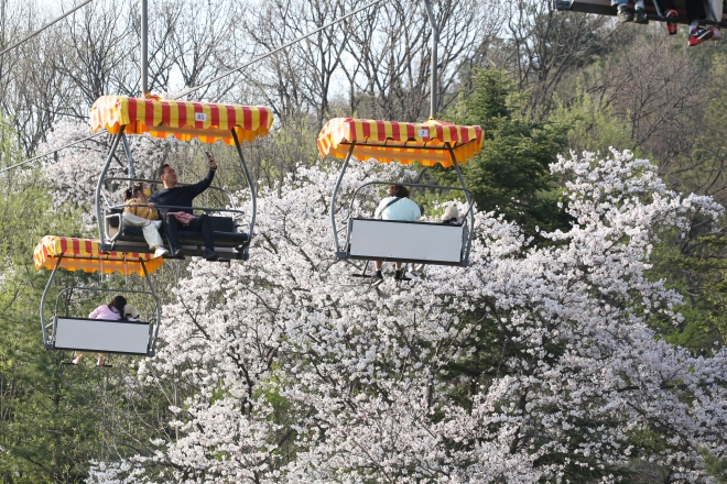 벚꽃 낭만 흩날린다…4일 서울대공원 ‘봄꽃축제’ 개장[이.주.여.주]