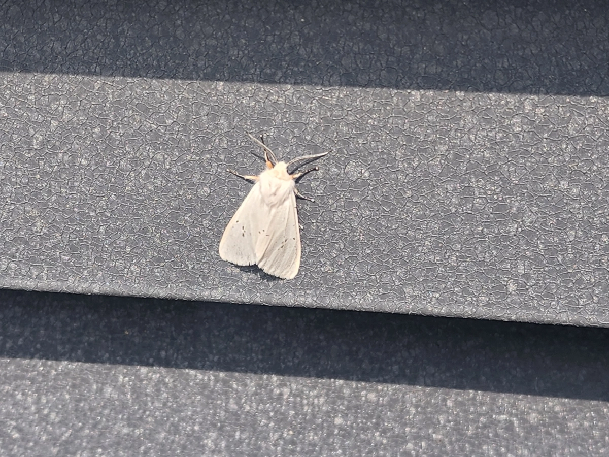 산림·농업 해충인 미국흰불나방 성충이 지난 3월 31일 충남지역에서 관찰됐다. 도 제공