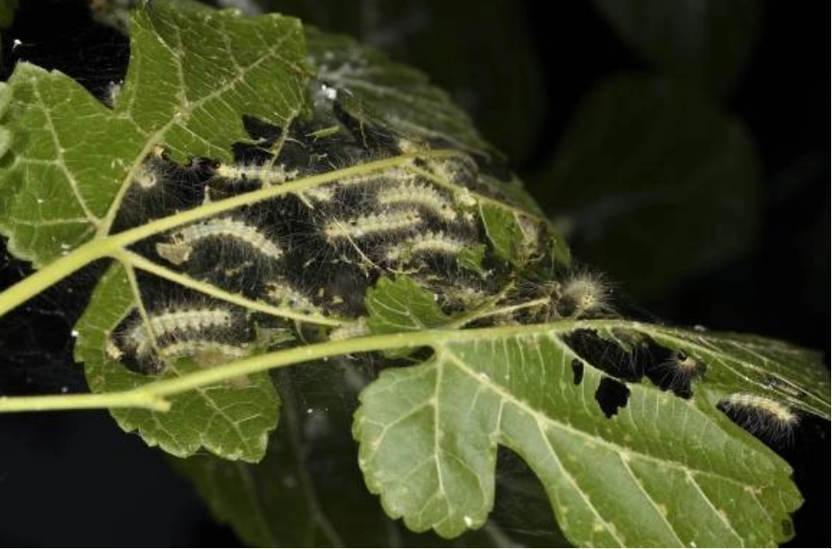 미국흰불나방 유충이 잎을 갉아 먹고 있다. 충남도 제공
