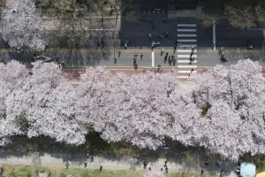 오늘 전국에 비… 벚꽃 가고 꽃샘추위 온다