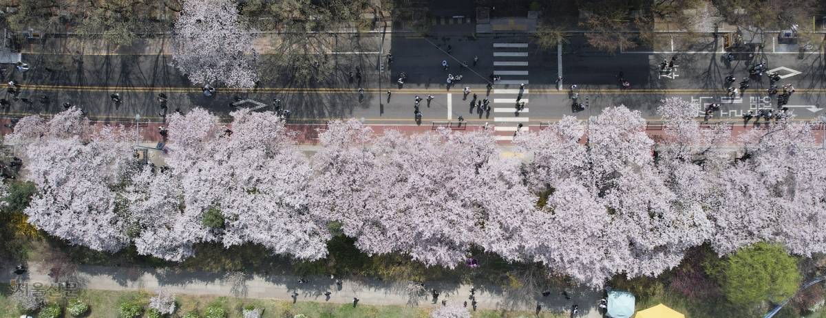 너와 함께 흩날리는 꽃비 맞으며