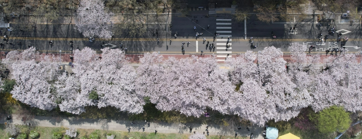 너와 함께 흩날리는 꽃비 맞으며