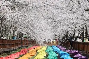 벚꽃 절정 속 진해군항제 폐막…‘머무는 축제’로 진화