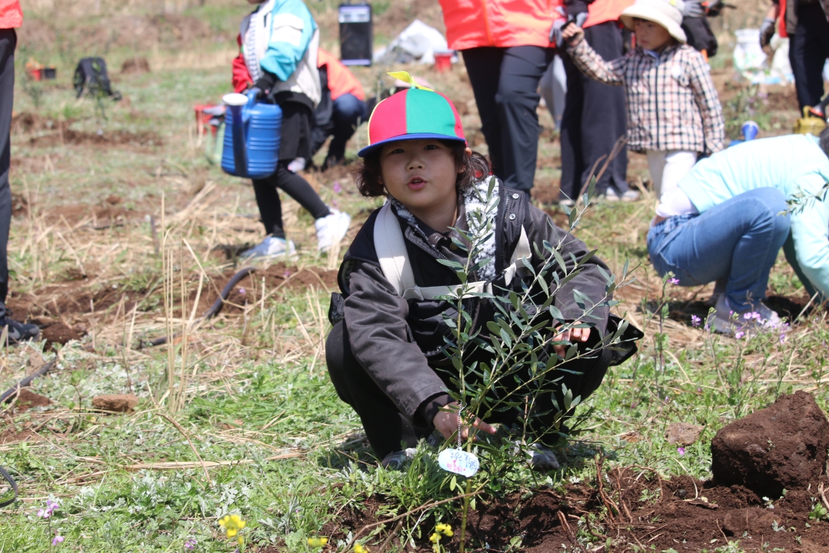 제주시 비양도에 올리브 나무를 심는 모습. 한국관광공사 제공.