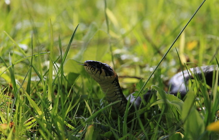 뱀 관련 이미지. 기사와 직접 관련 없음. 아이클릭아트