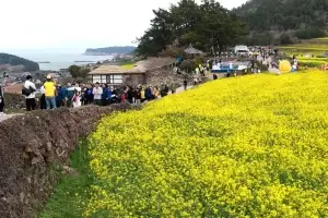 완도군, 청산도 슬로걷기 축제 개막…치유의 섬으로 오세요!