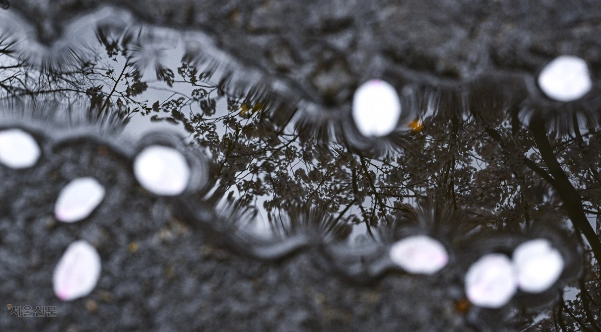 아침 기온 뚝… 벚꽃 가고 때늦은 꽃샘추위