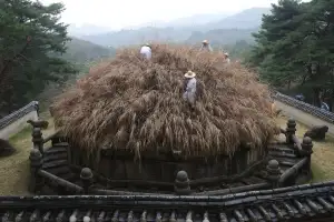 한식날 건원릉 억새 베기