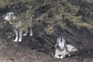 thumbnail - “부모는 휴대폰 삼매경” 17개월 아기, 동물원 늑대 울타리 들어가