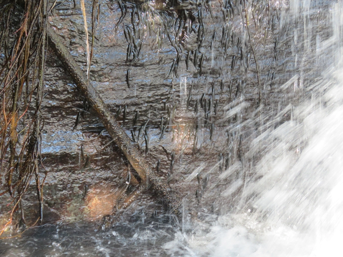 아프리카에서 서식하는 물고기 쉘이어가 폭포 수직 암벽에 붙어서 강물을 거슬러 올라가는 것이 확인됐다.  콩고민주공화국 루붐바시대학 제공