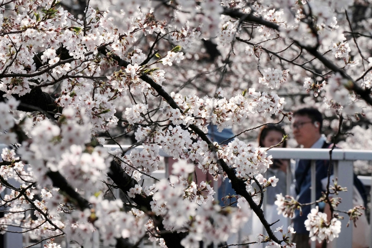 일본 도쿄의 벚꽃 개화. 2026.3.29. AFP 연합뉴스