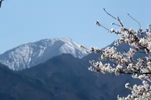 벚꽃과 눈 덮인 설악산