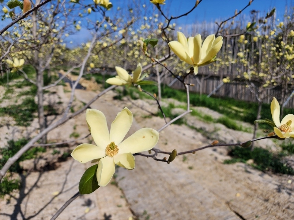 전남 신안군 자은도에 조성된 ‘목련정원’ 모습. (신안군 제공)