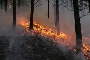 thumbnail - “산불 한 번도 없었던 곳까지 불이 난다”…기후변화의 새 공포
