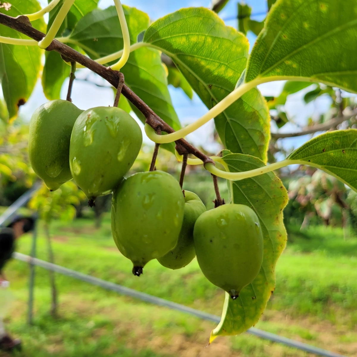 산림청의 ‘산림분야 그린바이오 기술개발 사업’에 선정된 전남 토종다래.