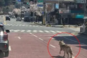 thumbnail - “암컷 늑대 투입” 탈출 ‘늑구’ 야간 수색 계속…“사살 안 됩니다” 동물단체 촉구 thumbnail - “암컷 늑대 투입” 탈출 ‘늑구’ 야간 수색 계속…“사살 안 됩니다” 동물단체 촉구