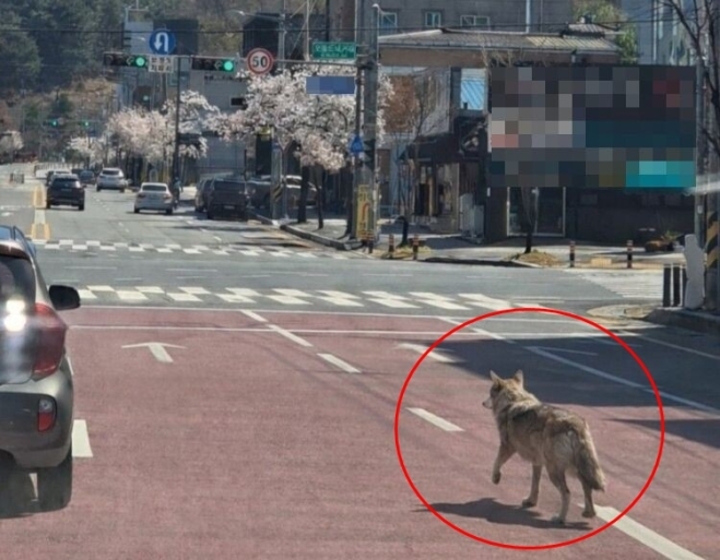 “암컷 늑대 투입” 탈출 ‘늑구’ 야간 수색 계속…“사살 안 됩니다” 동물단체 촉구