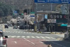 대전 오월드 탈출한 늑대, ‘야간 수색중’…열화상카메라에 암컷 동원