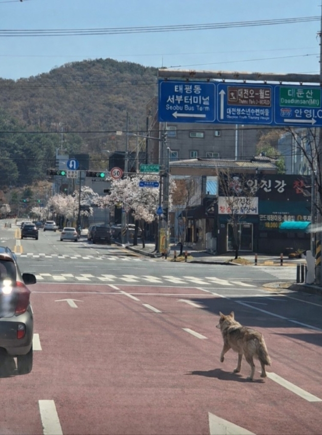 대전 오월드 탈출한 늑대, ‘야간 수색중’…열화상카메라에 암컷 동원