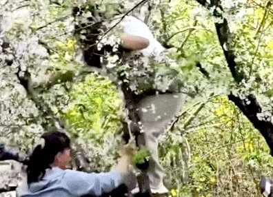 중국 상하이의 대표 벚꽃 명소에서 한 여성이 사진을 찍기 위해 나무 위에 올라갔다가 벚나무를 통째로 훼손하는 일이 벌어졌다. 간간신문 갈무리