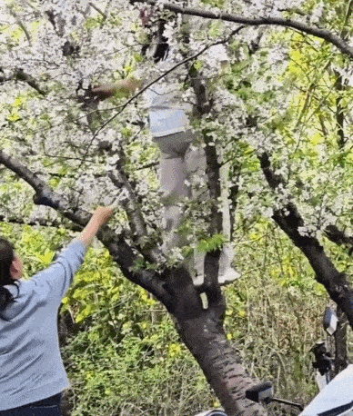 중국 상하이의 대표 벚꽃 명소에서 한 여성이 사진을 찍기 위해 나무 위에 올라갔다가 벚나무를 통째로 훼손하는 일이 벌어졌다. 간간신문 갈무리