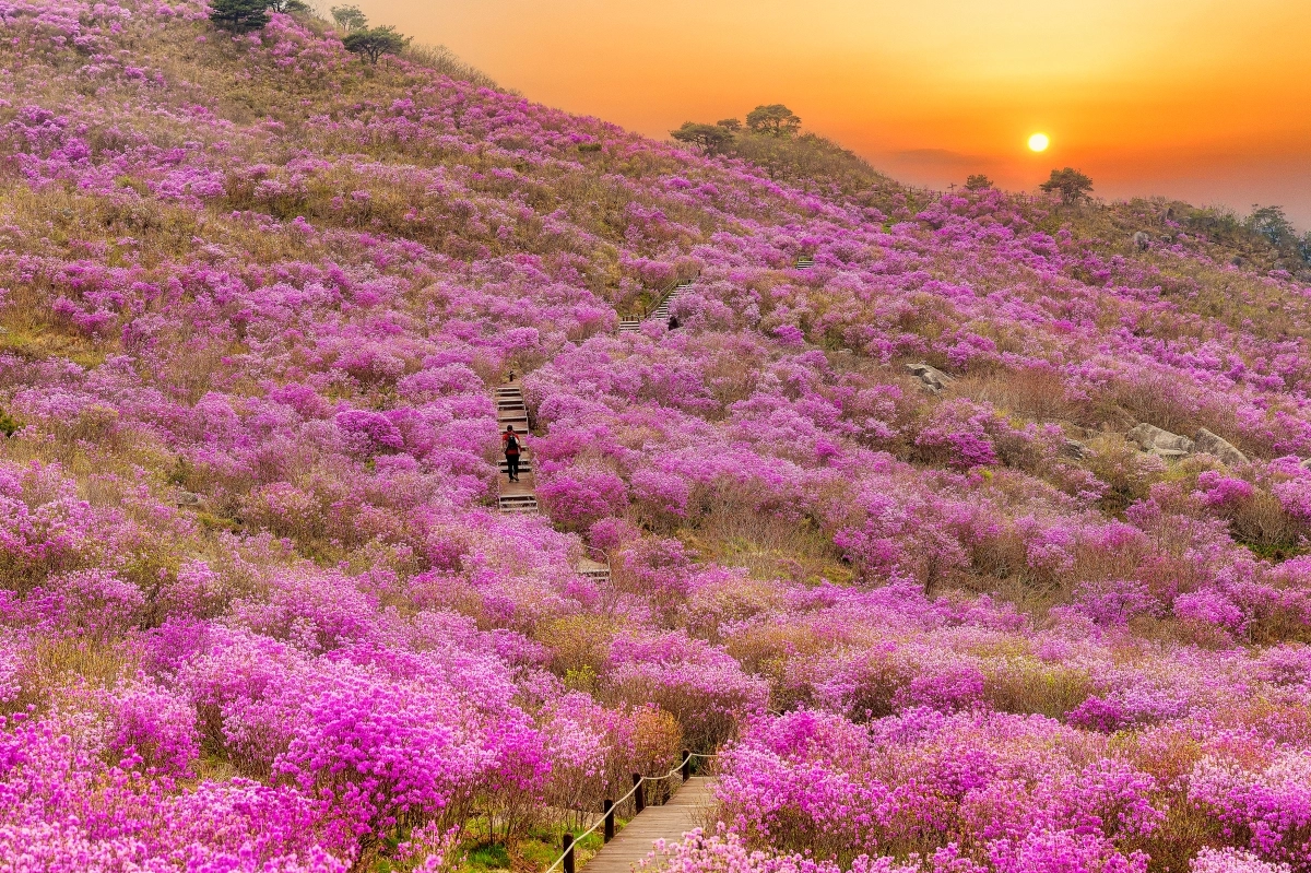 대구 달성군 비슬산은 매년 봄이면 분홍빛 참꽃으로 물드는 곳으로 유명하다.