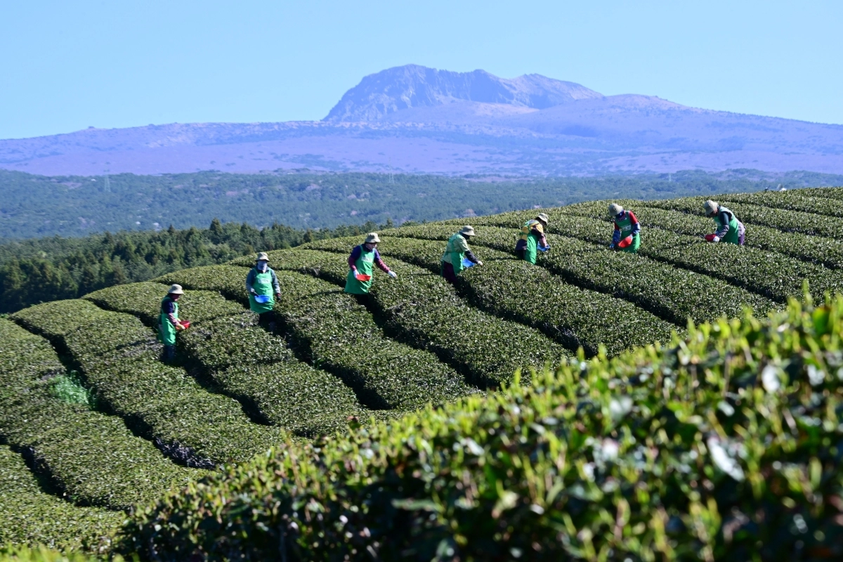 한라산 기운 가득… 제주 해차 수확