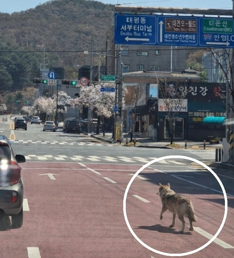8일 오전 오월드에서 탈출한 것으로 추정되는 늑대가 오월드 사거리 방향으로 이동하고 있다.. 대전소방본부 제공