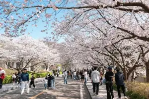 영암왕인문화축제 절정 ‘왕인 문화 주간’ 돌입
