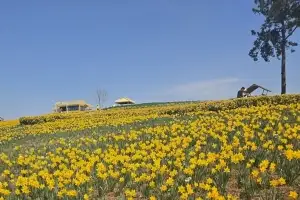 신안 선도 ‘수선화 축제’ 주말 절정…노란 물결 속 방문객 줄이어